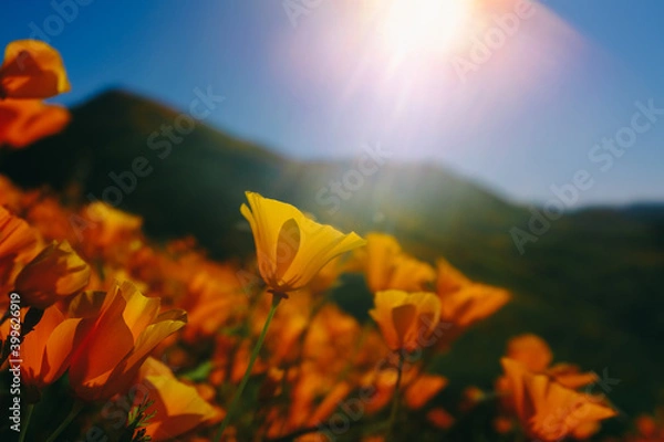 Obraz California Poppy Fields