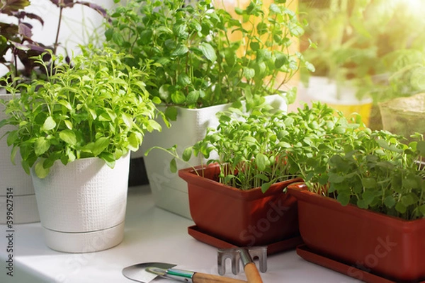 Fototapeta Various edible greens grow in pots on the windowsill. Growing healthy vitamin greens at home