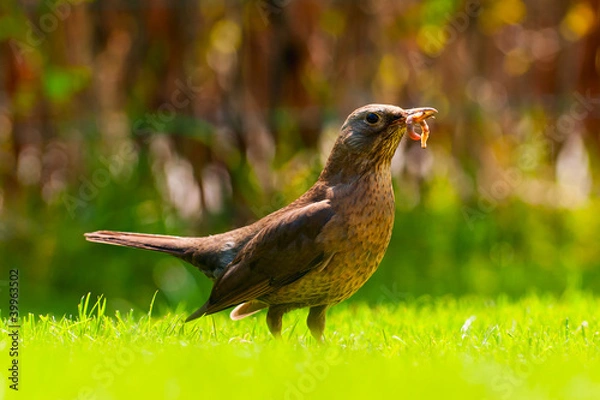 Obraz Thrush with earthworms