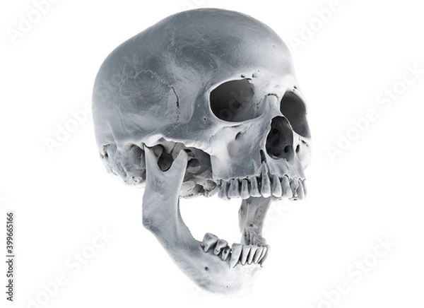 Fototapeta Human skull with an open lower jaw on a Black isolated background. The concept of death, immortality, eternal life, horror. Acult symbol. Spooky Halloween symbol. 3D render