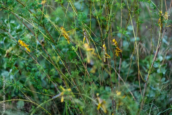 Obraz Desert Locusts eating lush new vegetation after drought breaking rains. It's a swarming short-horned grasshopper in the family Acrididae. Plagues destroy agricultural production in Africa, India, Asia