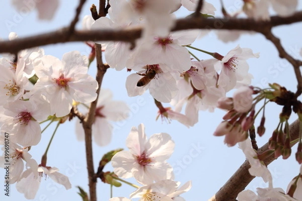Obraz 蜂と桜