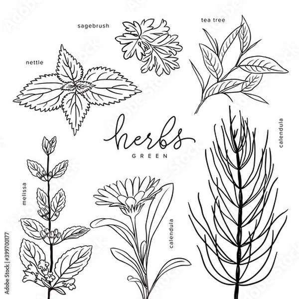 Obraz Healing herbs melissa, calendula, nettle, sagebrush, tea tree vector elements set