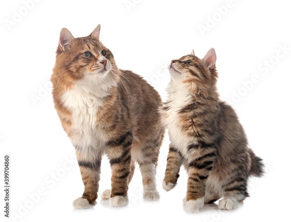 Fototapeta Kurilian Bobtail in studio