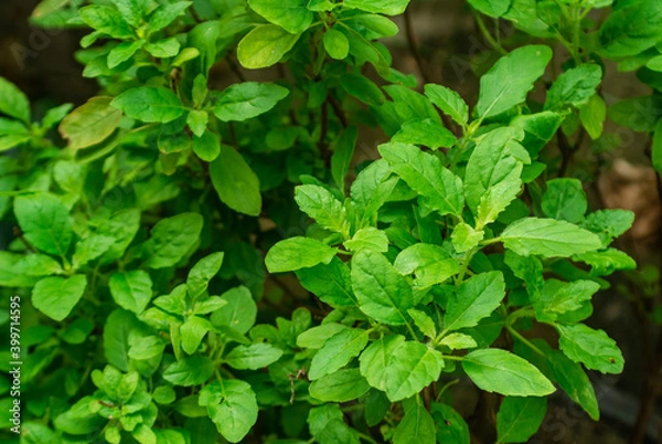 Fototapeta fresh Green basil leaves. Food background. green leaves caraway is a flavorful and aromatic herb for picy food.