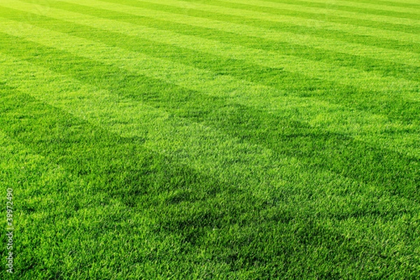 Obraz murawa piłkarska
