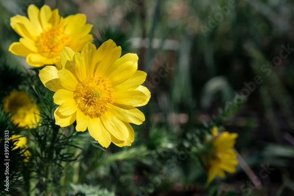 Obraz Yellow flowers of adonis on a background of green grass. Spring flowers