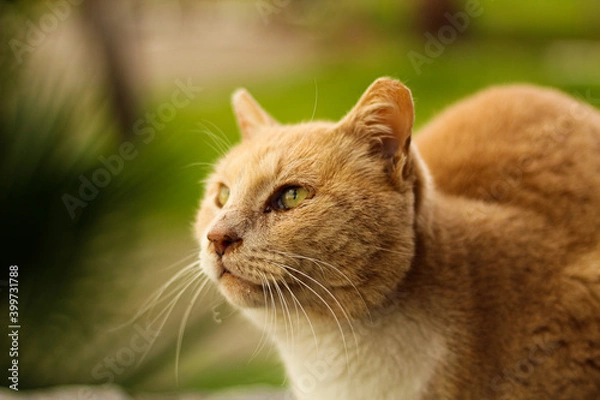Obraz Portrait of a homeless cat, selective focus, free copy space