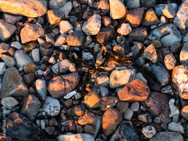Fototapeta Wet pebbles and stones on the beach pictured with an orange side light from the sunset.
