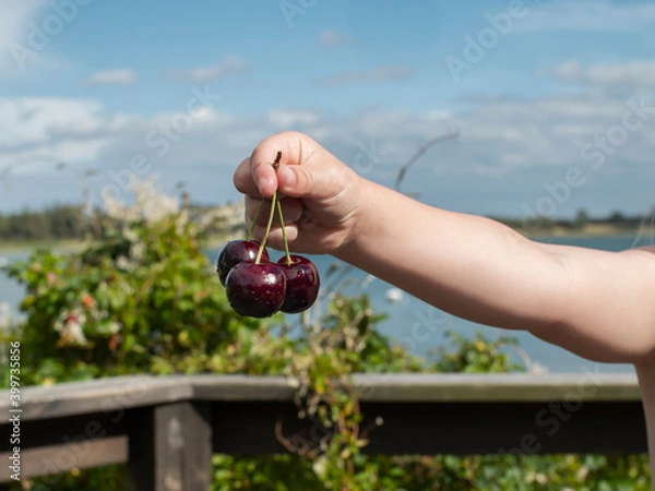 Fototapeta Fingers holding a bunch of ripe red cherries in front of a lagoon and a beach in bright sunlight
