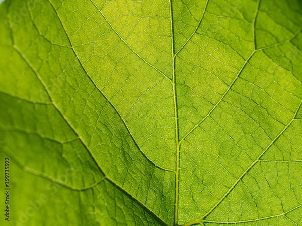 Fototapeta Close up leaf veined macro shot lit by sunlight