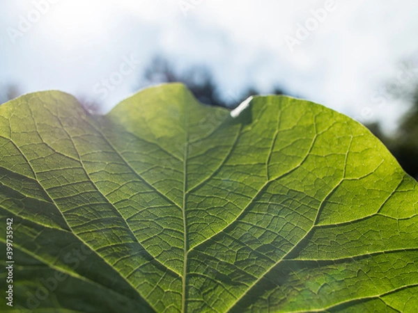 Fototapeta leaf pictured up close and up against the blue sky with a visible skeleton.
