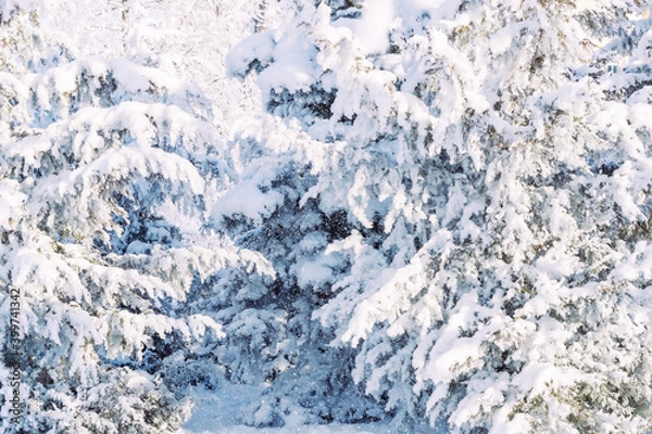 Fototapeta Snow-covered trees in the forest close-up.
Winter snowy forest view scene. Defocusing for the background.
Gorgeous white spruces on a frosty day. Happy New Year!