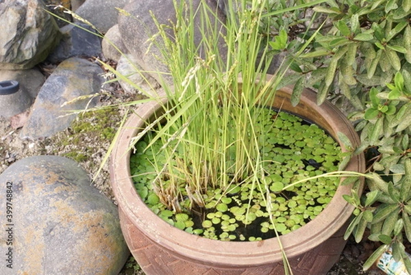 Fototapeta 素焼き容器のビオトープ
