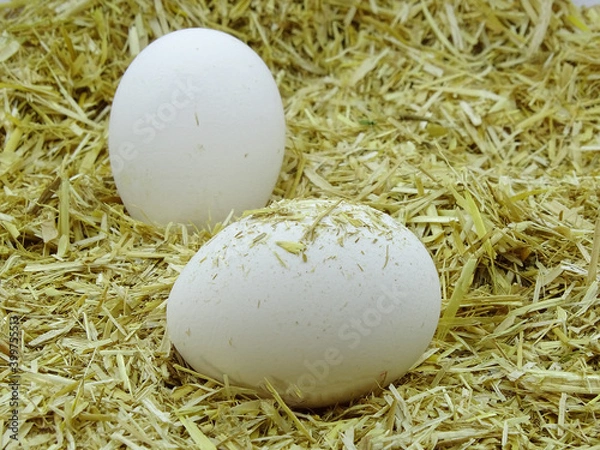 Fototapeta White egg in chicken nest. Organic village eggs provide higher protein