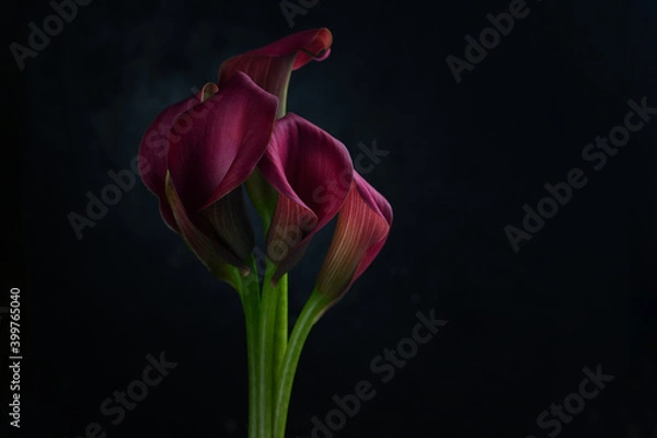 Obraz Pink calla lilly flowers on black background