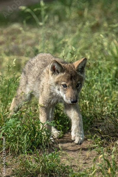 Obraz Timber Wolf Pup