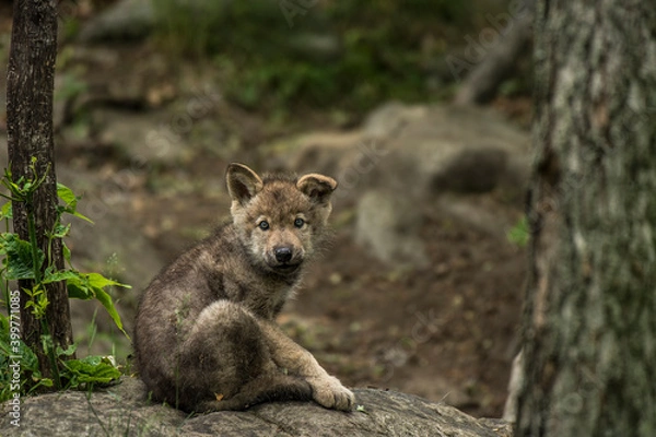 Obraz Gray Wolf Pup