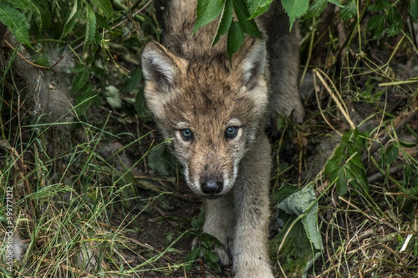 Obraz Timber Wolf Pup