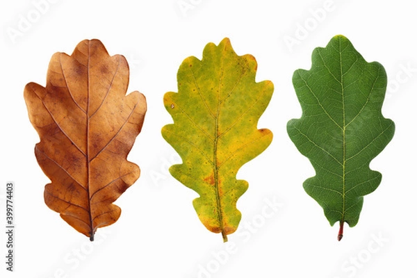 Fototapeta  Close-up of oak leaf isolated on a white background.