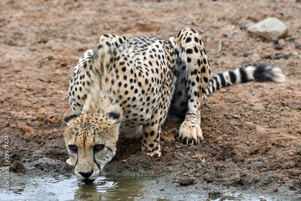 Obraz cheetah drinking from a desert pond