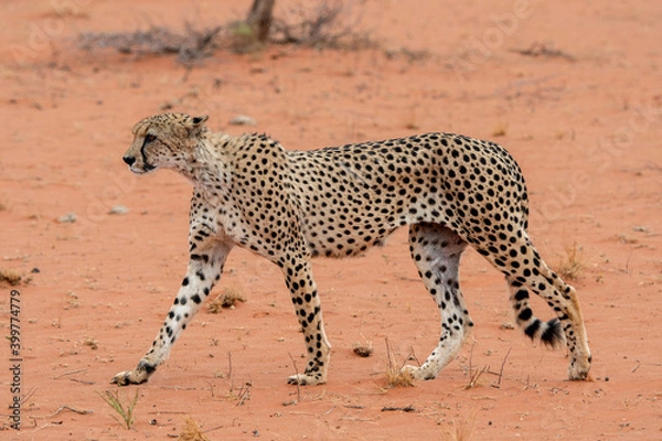 Obraz cheetah walking on desert sand