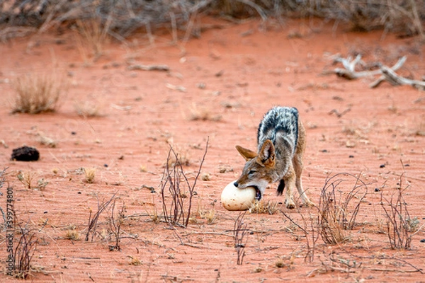 Obraz jackal trying to break into an ostrich egg