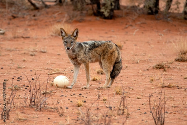 Obraz jackal trying to break into an ostrich egg