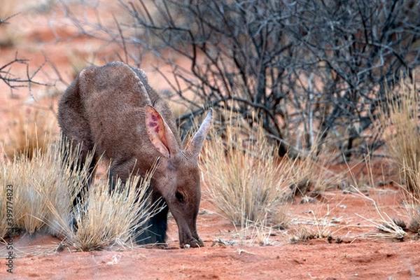 Obraz skinny aardvark feeding on ants