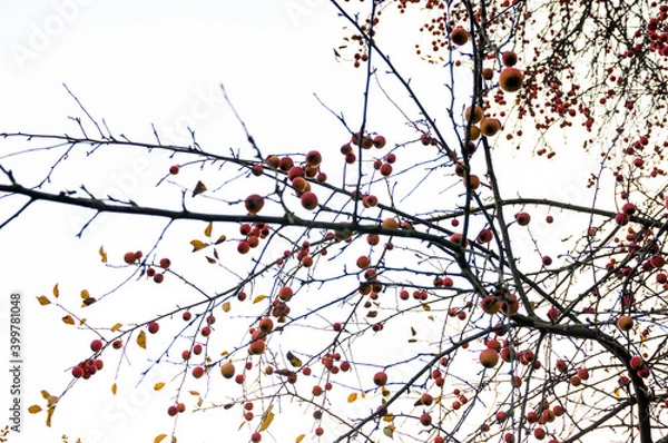 Obraz Apple tree branches with apples on a white background.