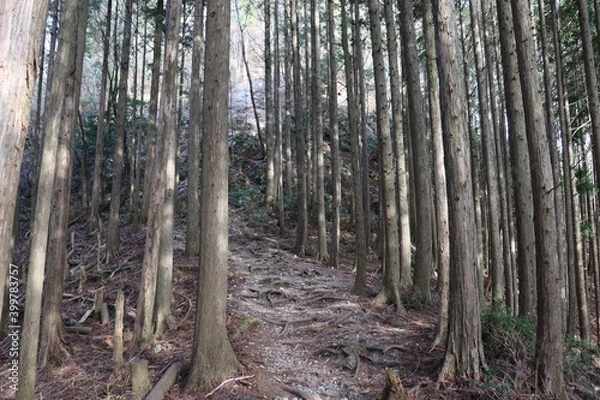 Fototapeta 明神山の山道の景色