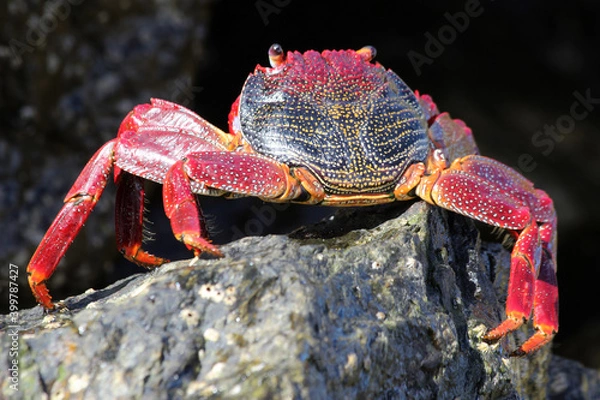 Fototapeta rote_Klippenkrabbe