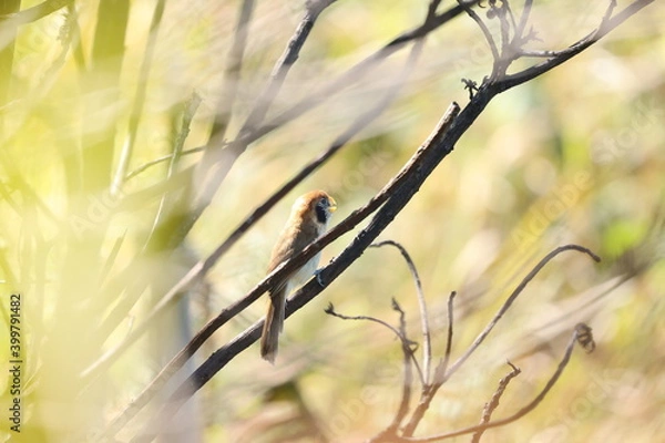 Fototapeta A little cute brown bird with a yellow mouth and striped on breast perch on a root (Spot-breasted Parrotbill)
