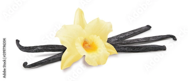 Obraz Vanilla flower, pods isolated on white background
