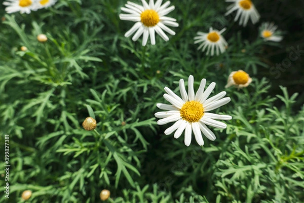 Obraz daisy in the green