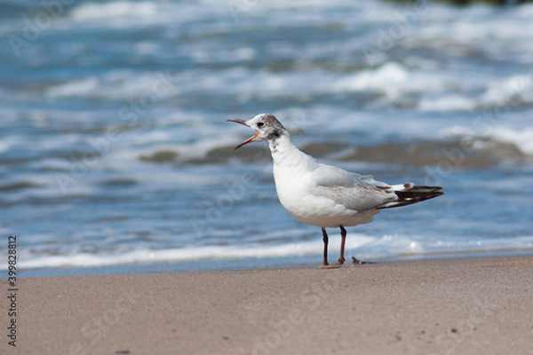 Obraz seagull on the beach