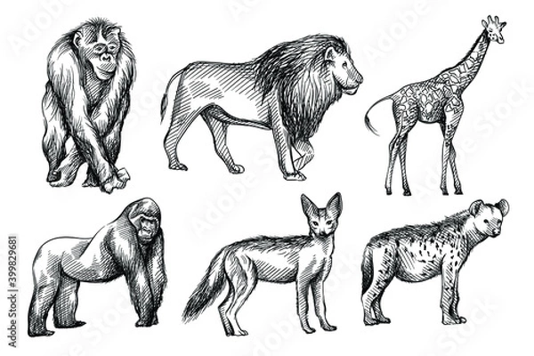 Fototapeta Hand-drawn black and white sketch set of wild animals from Africa. Savanna, Jungle. Jackal, fox, Gorilla; chimpanzee, Hyena; lion; giraffe; zebra