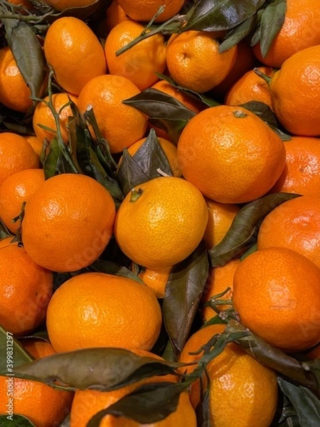 Obraz Freshly Picked Mandarin Oranges