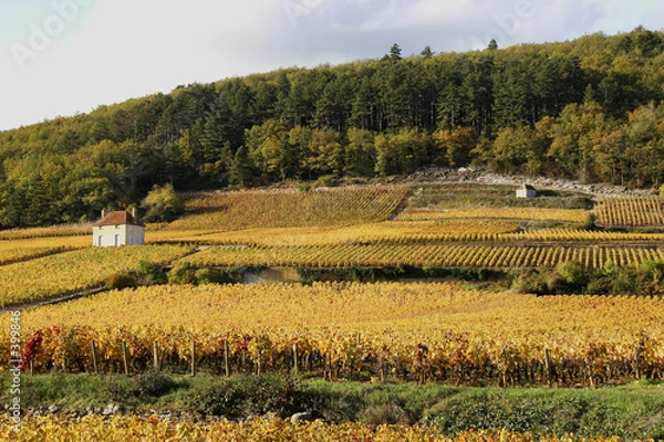 Fototapeta maison de vigne.