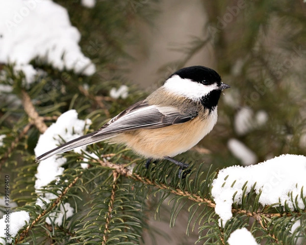 Obraz Chickadee Stock Photos. Close-up profile view on a fir tree branch with snow and blur background in its environment and habitat, displaying grey feather plumage wings and tail, black cap head.