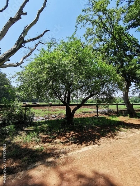 Fototapeta trees on the farm