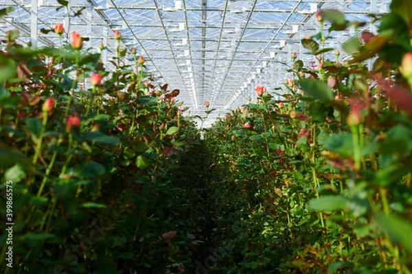 Obraz greenhouse with flowers