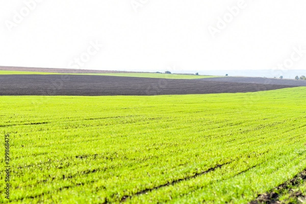 Fototapeta Stripe on a winter wheat field