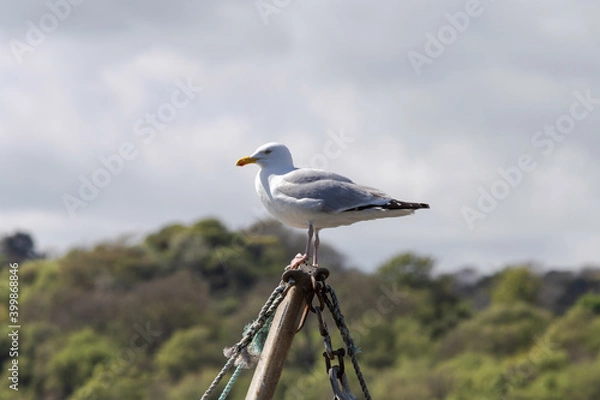 Obraz Seagull standing on sailing boat's rigging, with cloudy sky beyond. Herring gull.