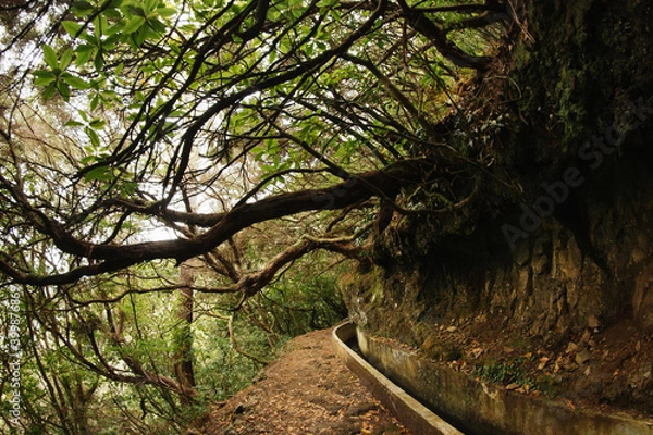 Fototapeta Madeira levada background. Madeira island landscape. Tree roots background. Trekking among irrigation system. Walking path in mountains. Scenic valley of Portugal. Tree roots over head.