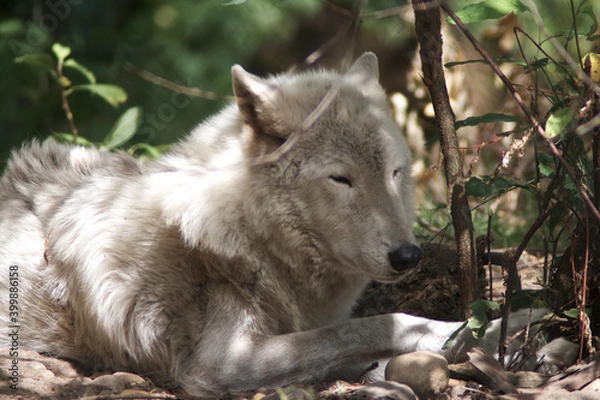 Obraz 安らぎの時間