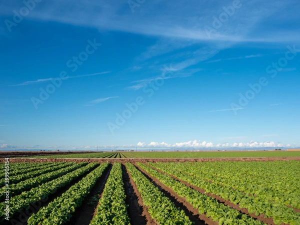 Obraz Rows of green lettuce  growing in southern California.