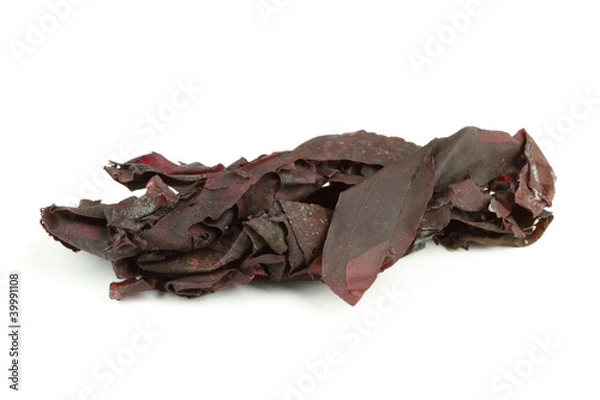 Fototapeta Seaweed Irish Dulse