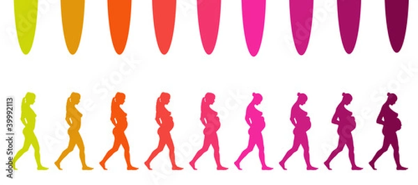 Obraz évolution d'une grossesse