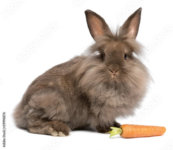 Fototapeta A cute chocolate lionhead bunny rabbit with a carrot